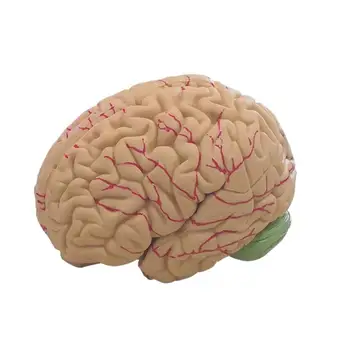 12x11x15cm Медицински подпори модел Разглобен анатомичен модел на човешкия мозък 8-част PVC Анатомия в реален размер Медицински инструмент за преподаване