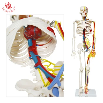 FRT013 Анатомичен модел 1/2 Размер на живота 85 см Човешкият скелет включва нервни кръвоносни съдове, сърце Медицинска наука Преподаване Ресурс