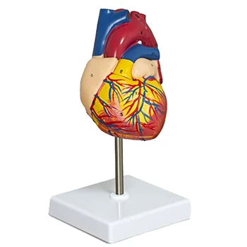 Анатомия Сърце Модел 2-Част Делукс Човешко сърце в реален размер Модел Анатомия с 34 анатомични структури, анатомично сърце