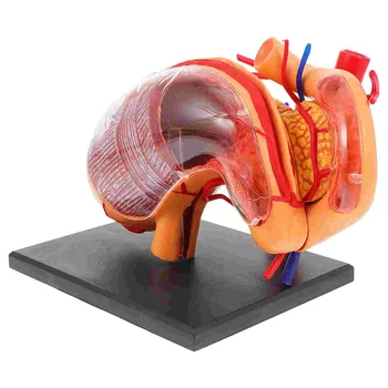 Органна анатомия Модел Класна стая Учебно помагало Анатомичен пъзел на стомаха Човешки биологичен пластичен Науки за снабдяване на малки деца