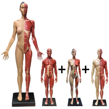Човешка мускулно-скелетна анатомия Модел Cg Референция Медицинска глава Скулптура Живопис Череп Модел Бюст Арт Декорация на работния плот