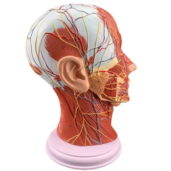 Човешки череп с мускули, нерви и кръвоносни съдове модел лицев нерв микропластична хирургия анатомия модел